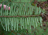 Ялиця велика насіння (50 шт) (Abies grandis) пихта велетенська для вирощування саджанців, фото 6