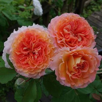 Джеф л Артист (Jef l'Artiste)