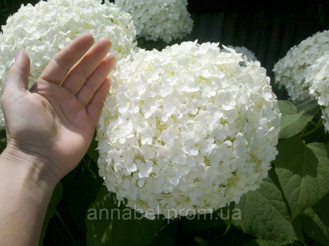 Гортензия древовидная Аннабель С3 / Hydrangea arborescens Annabelle - фото 5 - id-p239160036