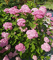 Гортензия древовидная Пинк Анабель С3 / Hydrangea arborescens Pink Annabelle