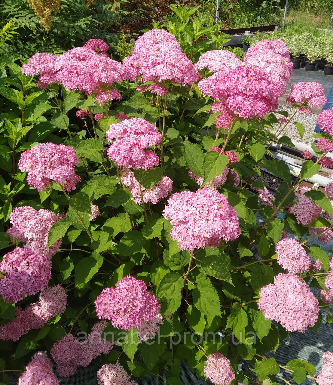 Гортензия древовидная Пинк Анабель С3 / Hydrangea arborescens Pink ...