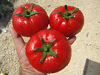 Тайлін F1 Насіння томата теплічний червоного 500-сим'ян Туреччина BT TOHUM