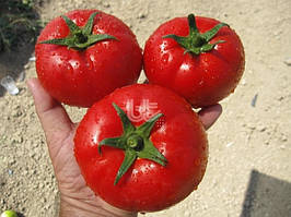 Тайлин F1 Насіння томату тепличний червоного 500семян Туреччина BT TOHUM