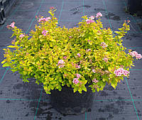 Спирея японская Сандроп р9 / Spiraea japonica Sundrop, продажа кратно 30 штук