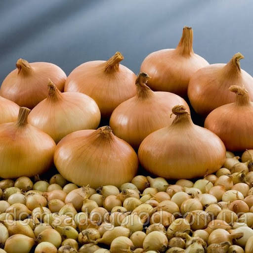 Лук совок ШТУТГАРТТЕР Стенфілд (тиканка) 1 кг