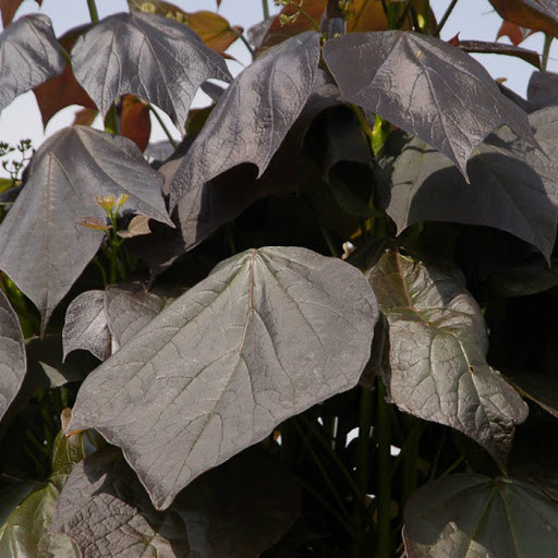 Катальпа червоніюча «Purpurea»