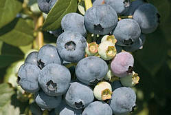 Лохина (чорниця) - Еліот Р9