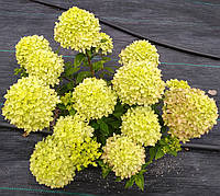 Гортензія волотиста Літтл Лайм, С3 / Hydrangea paniculata Little Lime, Jane