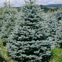 Ель колючая голубая Маджестик Блю (Picea pungens Glauca Majestic Blue) (Двухлетняя)