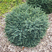 Ель сербская Карел (Picea omorika Karel)(Двухлетняя)