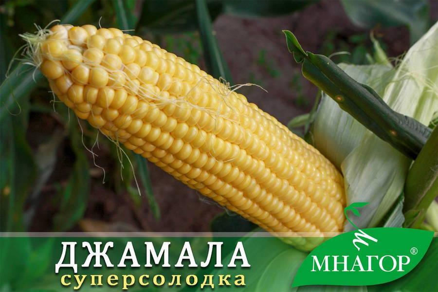 Сахарная кукуруза Джамала F1, Sh2-тип, 4000 семян на 6 соток, 73-75 дней - фото 3 - id-p1132303881
