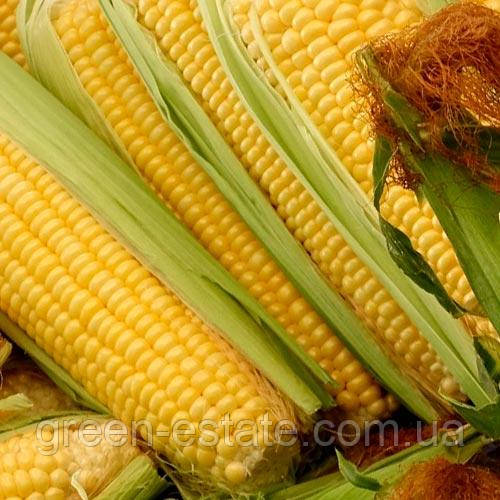 Насіння кукурудзи Моніка
