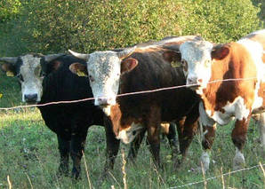 Переносний комплект електропастуха для великої рогатої худоби (периметр 500 м)