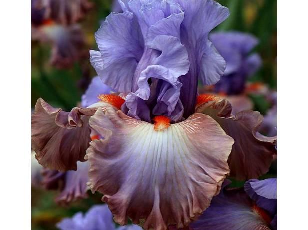 Ірис Oh What Fun (Johnson 2019) (саджанці), фото 1