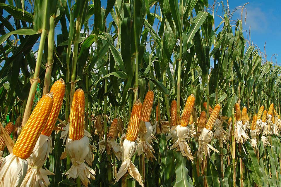 Насіння Кукурудзи ГРАН 6 (ФАО 300), ВНІС, фото 1