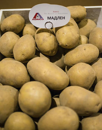 Запобігання Весна 2022 — З'єднаній картопля Мадлен 1 репродукція 2,5 кг, фото 2