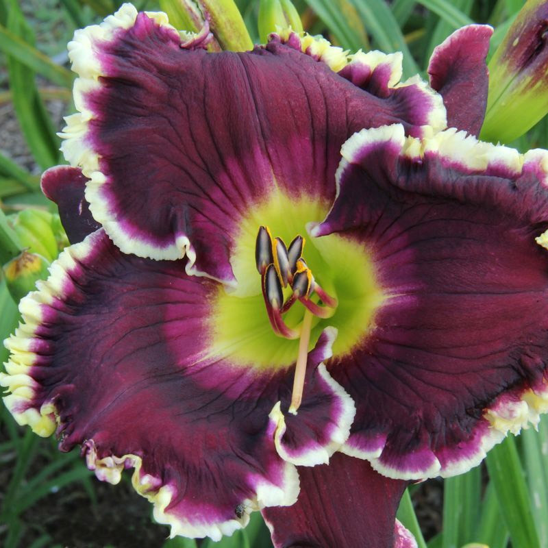 Лілейник Midnight Castle Міднайт Кастл (Pierce 2014) (саджанці), фото 1