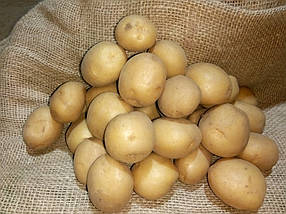 Запобігання Весна 2022Cім'яній картопля Рив'єра 1 репродукція 2,5 кг