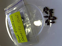 Барбарис оттавский Superba - семена 10шт