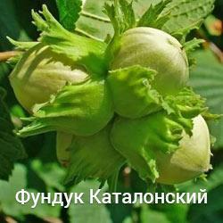 Фундук Каталонський дворічний (Відвідка), фото 1