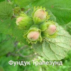 Фундук Трапезунд 3-х річний