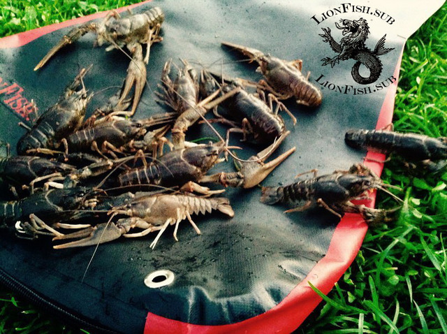 Сумка для Раков и Рыбы LionFish.sub. Нагрудная Питомза из ПВХ материала