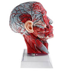 Переріз голови людини анатомічна модель