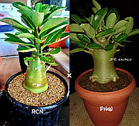 Адениум арабикум RCN×PNW, семена 1шт