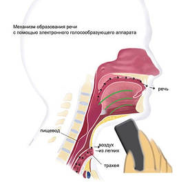 Голосоутворювальні апарати