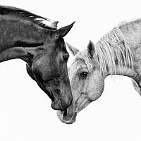 Премікси та БМВД для коней