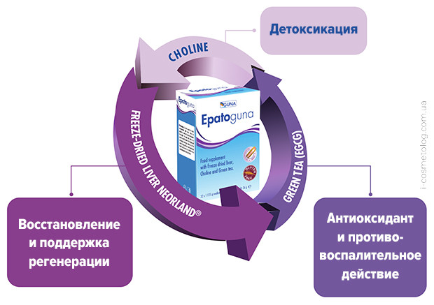 Активные ингредиенты состава Epatoguna