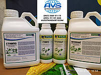 Соняшник під Євролайтінг (ЄС Імібор). Насіння соняшника Имибор "Еліта Селект" 50ц/га. Фракція Стандарт Плюс, фото 9