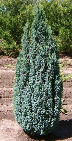 Кипарисовик Лавсона Ellwoodii 4 річний, Кипарисовик Лавсона Элвуди, Chamaecyparis lawsoniana Ellwoodii, фото 1