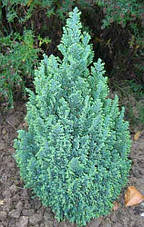 Кипарисовик Лавсона Ellwoodii 4 річний, Кипарисовик Лавсона Элвуди, Chamaecyparis lawsoniana Ellwoodii, фото 3