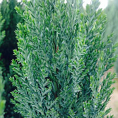 Кипарисовик Лавсона Ellwoodii 4 річний, Кипарисовик Лавсона Элвуди, Chamaecyparis lawsoniana Ellwoodii, фото 5
