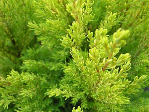 Кипарисовик лавсона Ellwoods Gold 4 річний, Кипарисовик Лавсона Элвуди Голд, Chamaecyparis Ellwoods Gold, фото 5