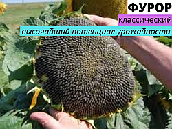 Вибір насіння соняшника на посів у 2020 році.