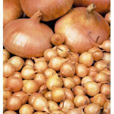 Озима цибуля саджанка Штутті (тип Штутгартер) 1 кг Голландія ТОР кругла 10-21 мм