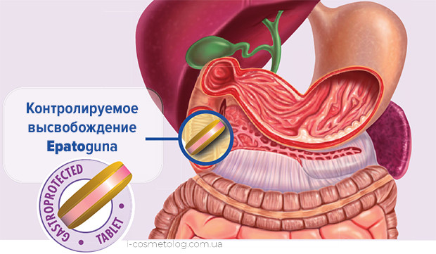 Где высвобождается Epatoguna в кишечнике (freeze-dried capsule) Высвобождение Epatoguna в кишечнике