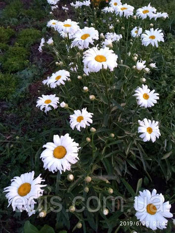 Королиця (ромашка садова) Maxima Kenig, гігантська, пізня, фото 2