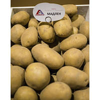 Предзаказ Весна 2021 - Семенной картофель Мадлен 1 репродукция 2,5 кг
