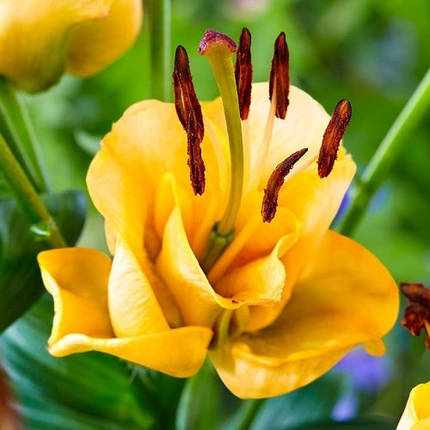 Лілія азіатська Apricot Fudge, 12/14, фото 1