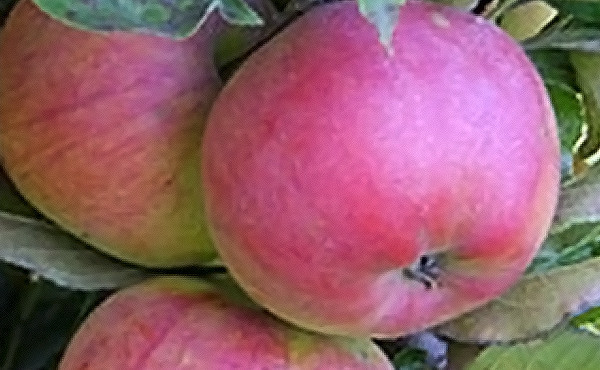 Саджанці яблуня Аскольда зимовий дволітки