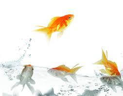 Премікси та БМВД для риб