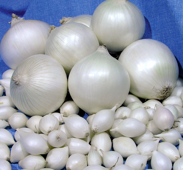 Лук-сівок Гледстоун (GLADSTONE), 500 г, Нідерланди