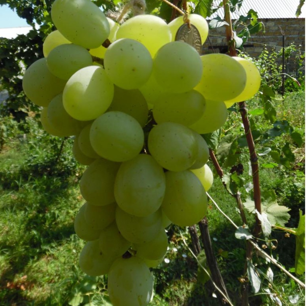 Виноград Смарагд (середньо-пізній), фото 1