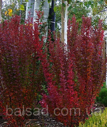 Барбарис Тунберга Ред Піллар / С2 / Berberis Red Pillar, фото 3