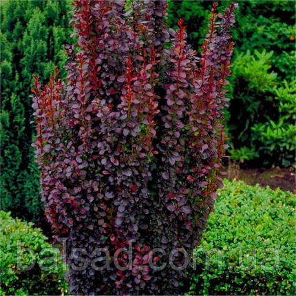 Барбарис Тунберга Ред Піллар / С2 / Berberis Red Pillar, фото 1