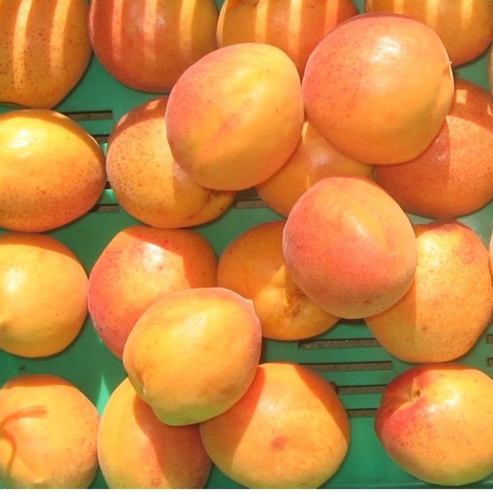 Абрикос Сульмона (здорний), фото 1