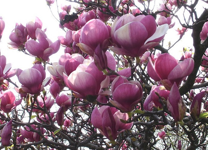 Магнолія Суланжа 3 річна 0,6-0,8м, Магнолия Суланжа, Magnolia X soulangeana